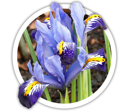 Ірис низький / Iris humilis